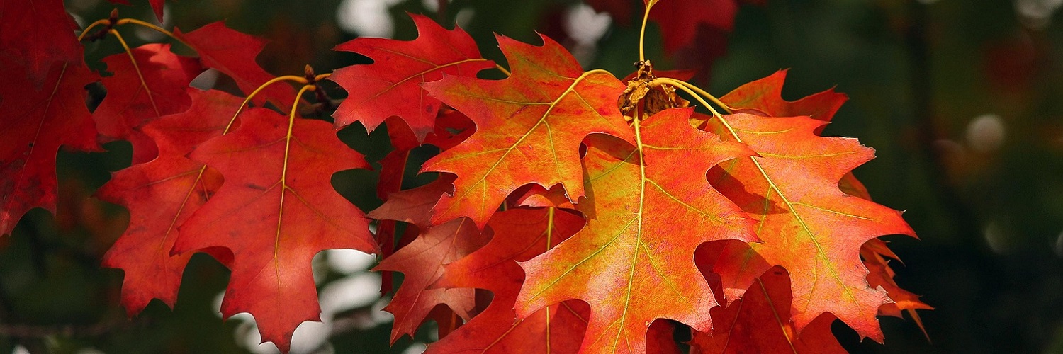 News und Inspiration für den Herbst aus Südtirol
